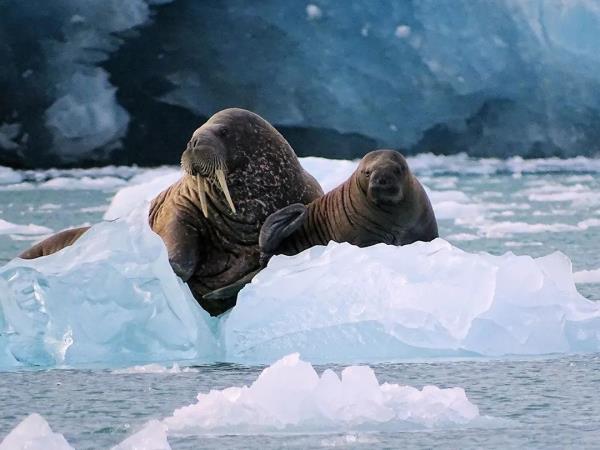 Svalbard west coast sailing holiday