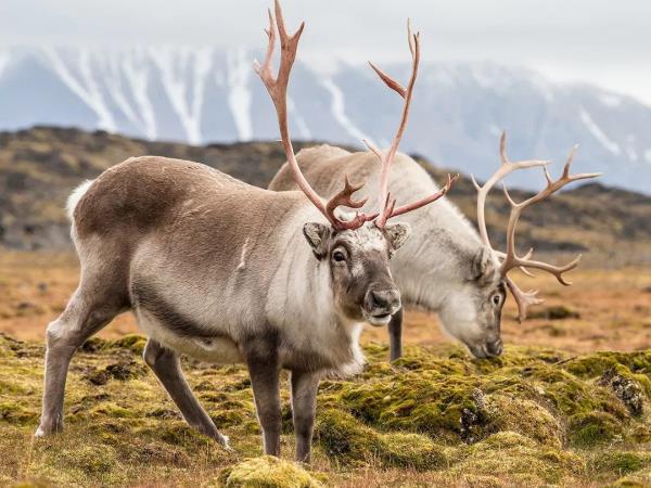 Svalbard west coast sailing holiday