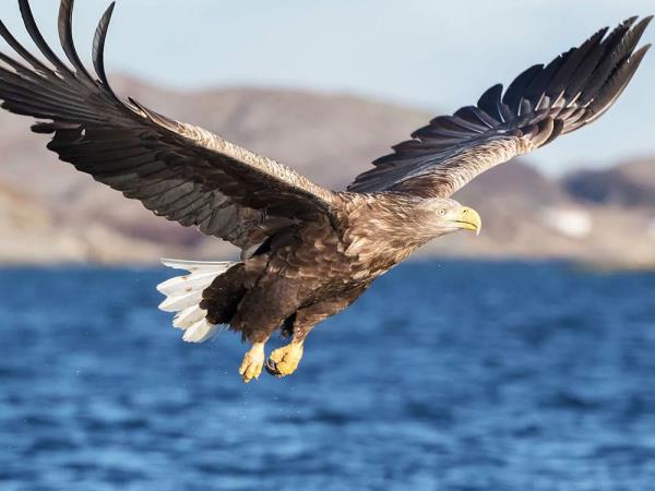 Lofoten Islands sailing holiday, Norway