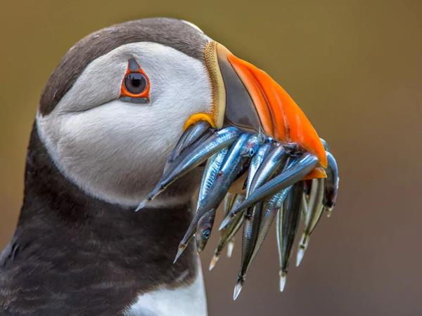 Scotland to Iceland sailing holiday