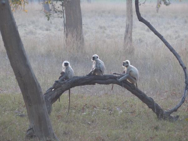Kanha tiger safari & cycling tour, India