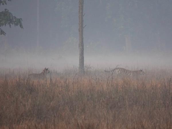 Kanha tiger safari & cycling tour, India