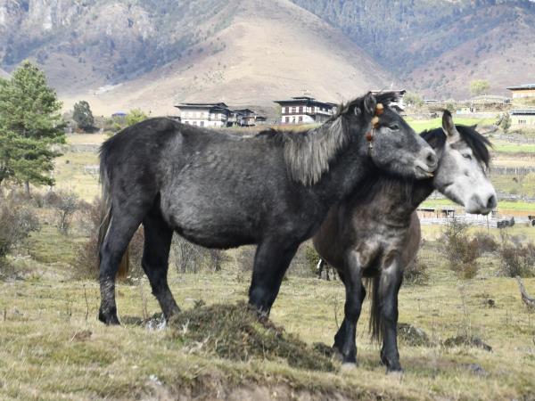 Trans Bhutan Trail walking holiday