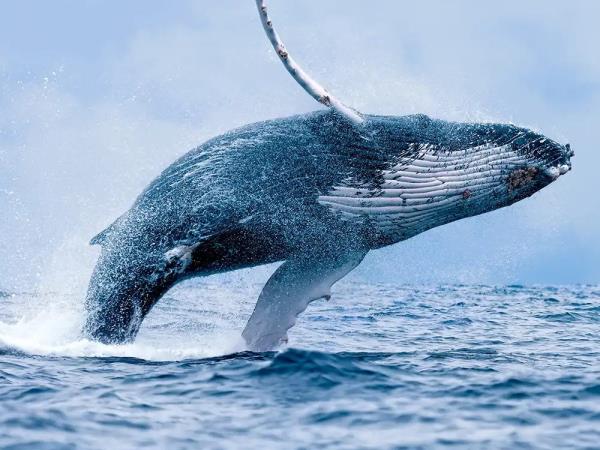 Svalbard to Iceland sailing holiday