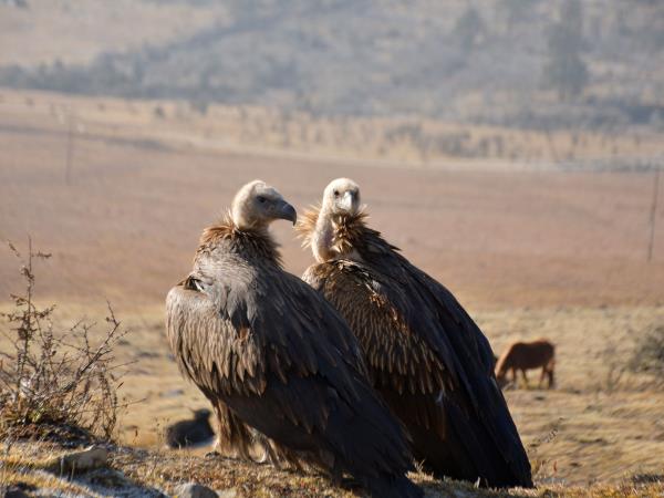 Trans Bhutan Trail walking holiday