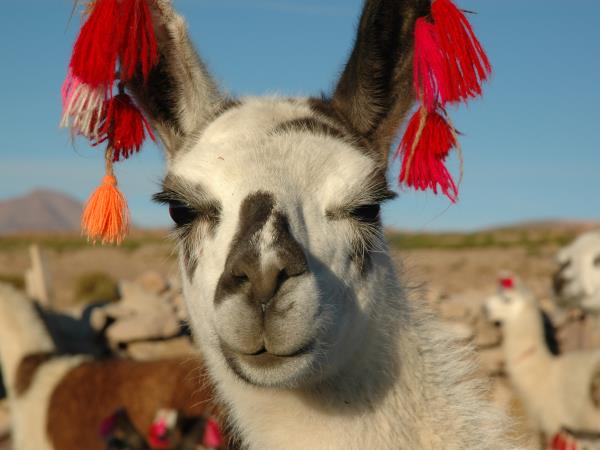 Adventure holiday in Bolivia