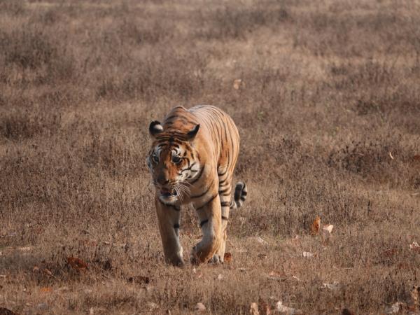 Off the beaten track holiday in Central India