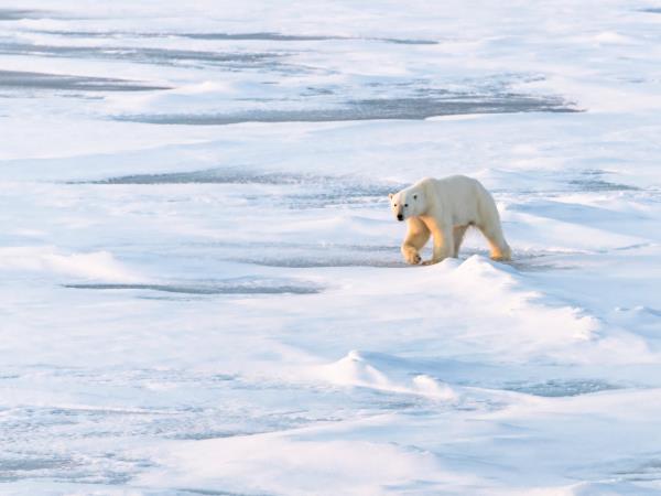 North Pole expedition cruise