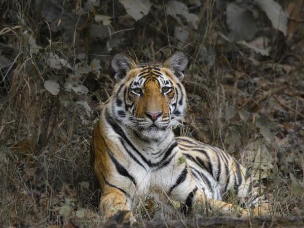 India culture and wildlife tour