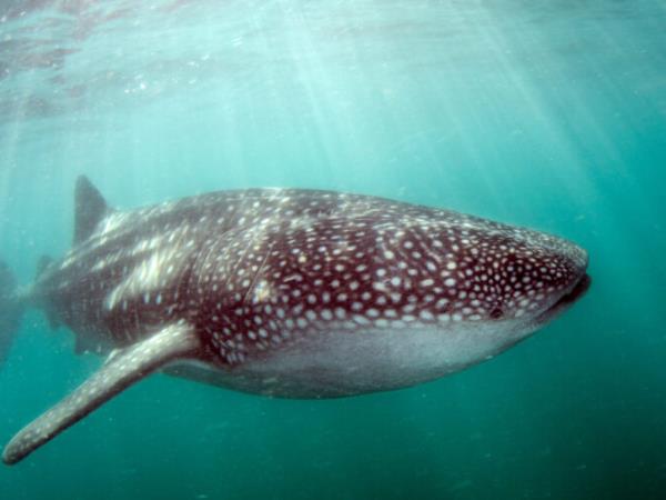 Baja multi activity holiday, Mexico