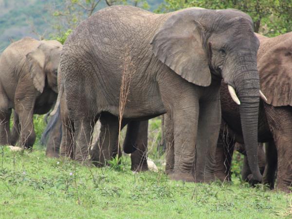 Rwanda express wildlife tour