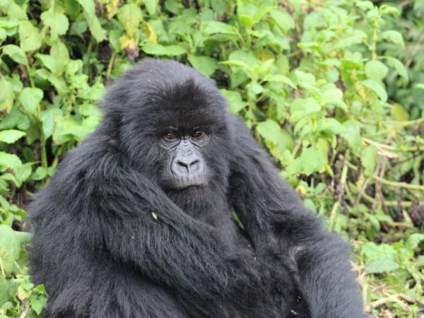 Rwanda express wildlife tour