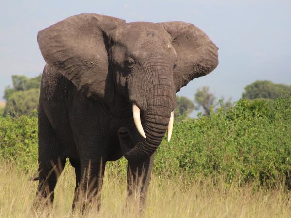 Luxury gorilla and wildlife holiday, Uganda