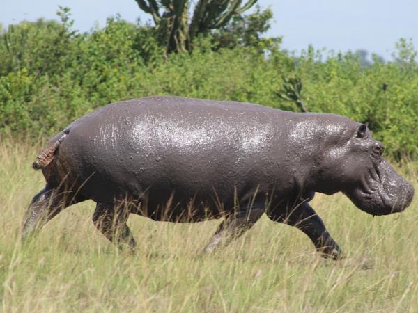 Luxury gorilla and wildlife holiday, Uganda