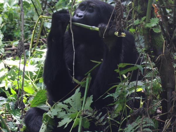 Luxury gorilla and wildlife holiday, Uganda