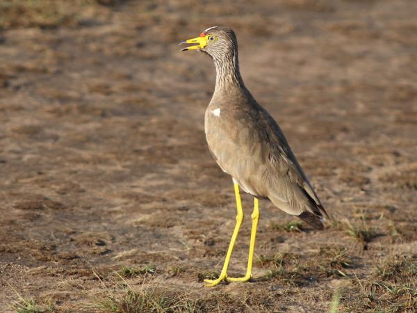 Bird watching and primate holiday in Uganda