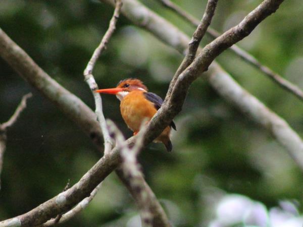 Bird watching and primate holiday in Uganda