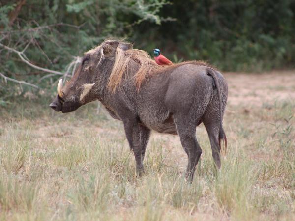 Bird watching and primate holiday in Uganda