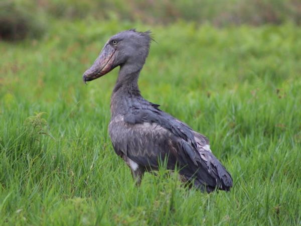 Bird watching and primate holiday in Uganda