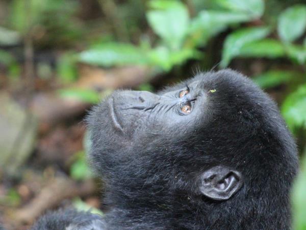 Bird watching and primate holiday in Uganda