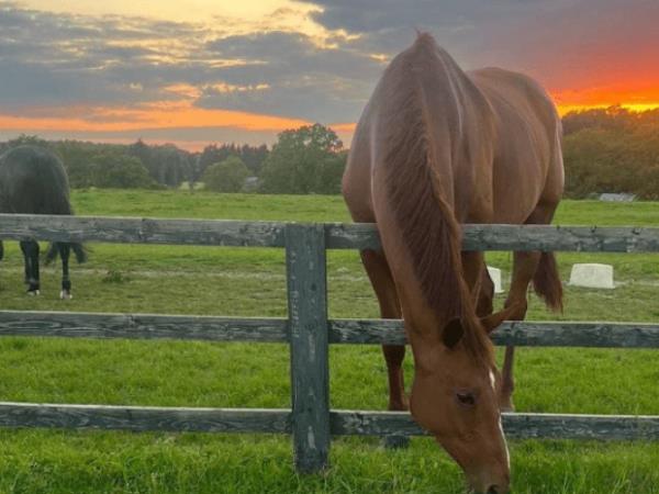 Horse riding and sustainability holiday in the South Downs