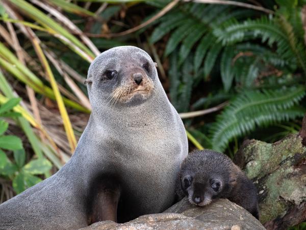 New Zealand, Stewart Island & Fiordland cruise