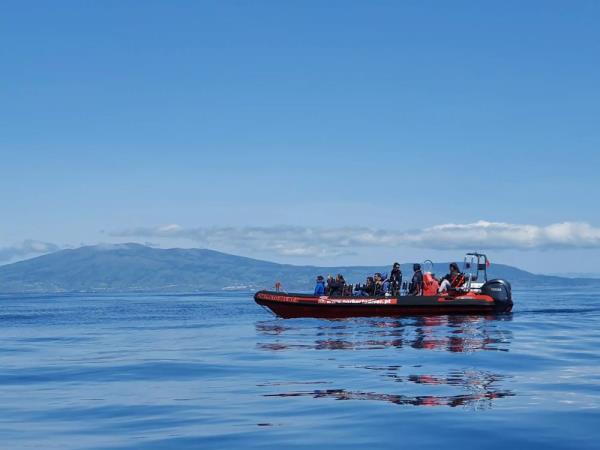 Whale conservation holiday in the Azores