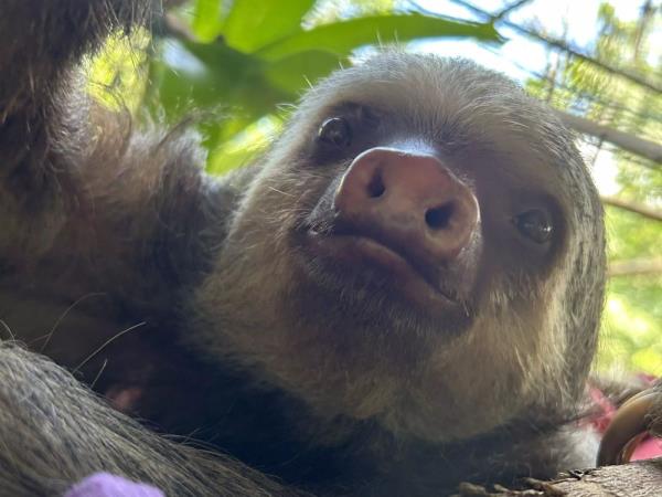 Costa Rica wildlife conservation