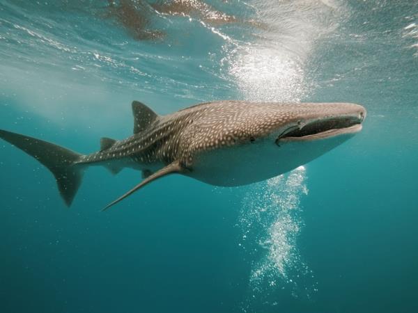 Mexico tailor made holiday, Pacific to Caribbean