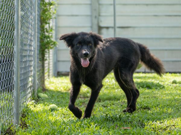 Dog rescue volunteering holiday, Thailand