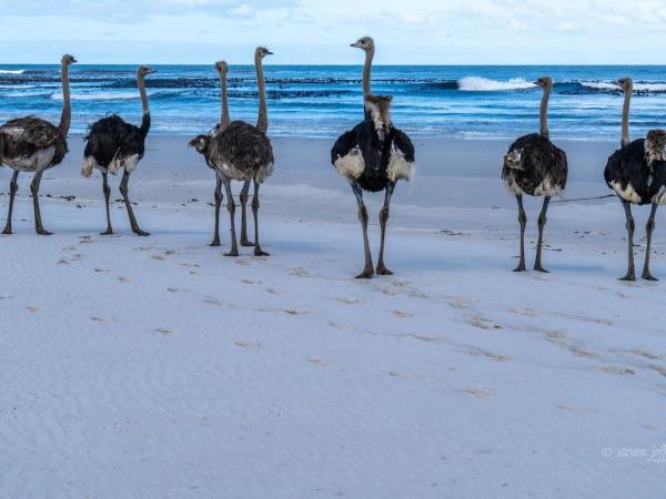 Cape Town homestay holiday, South Africa