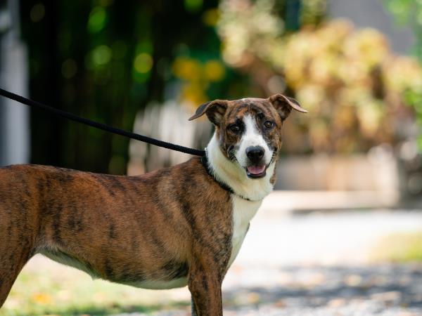 Dog rescue family volunteering, Thailand