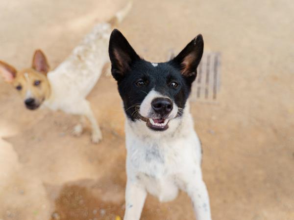 Dog rescue family volunteering, Thailand