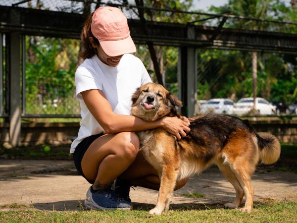Dog rescue family volunteering, Thailand