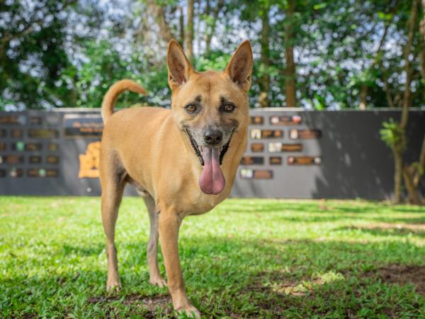 Dog rescue family volunteering, Thailand