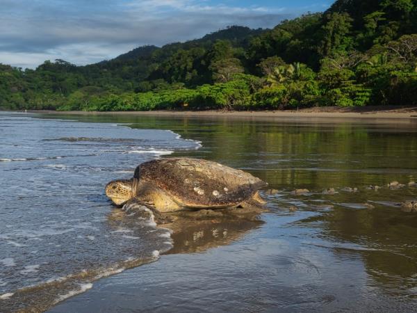 Family turtle conservation holiday, Costa Rica