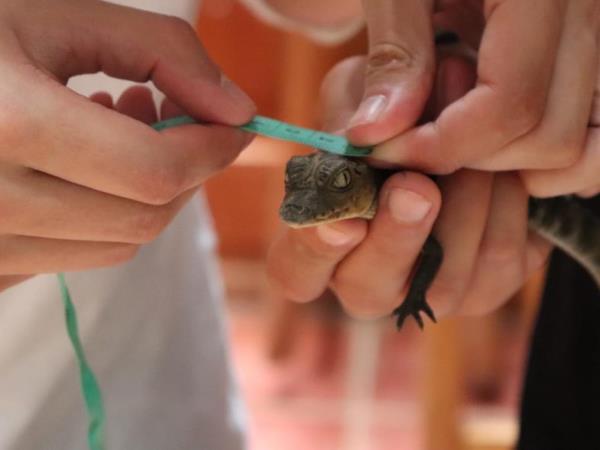 Family turtle conservation holiday, Costa Rica
