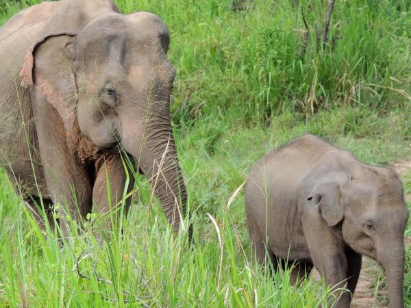 Elephant family conservation holiday, Sri Lanka 