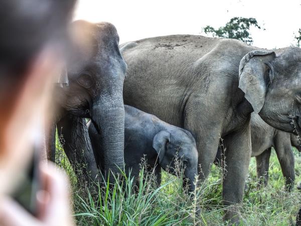 Elephant family conservation holiday, Sri Lanka 