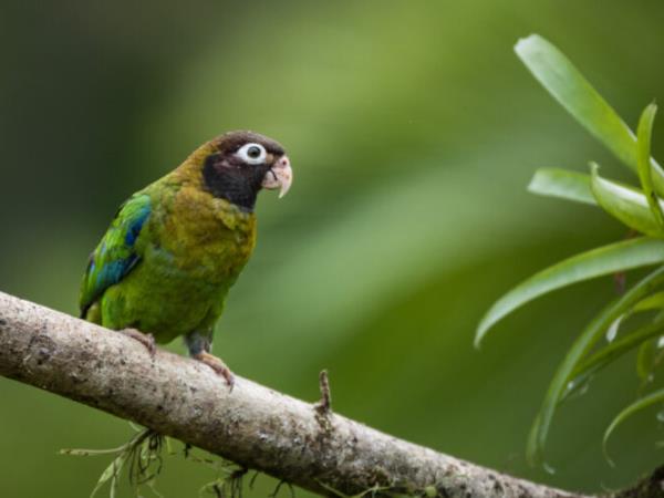 Rare wildlife holiday, Costa Rica