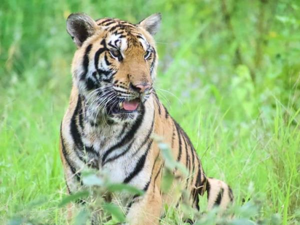 Family wildlife rescue holiday, Thailand