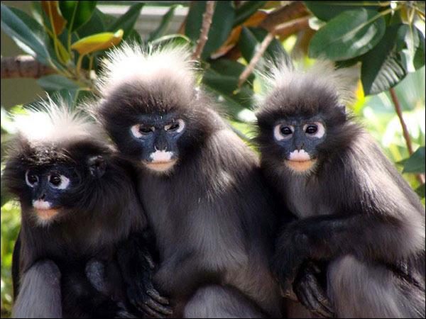 Family wildlife rescue holiday, Thailand
