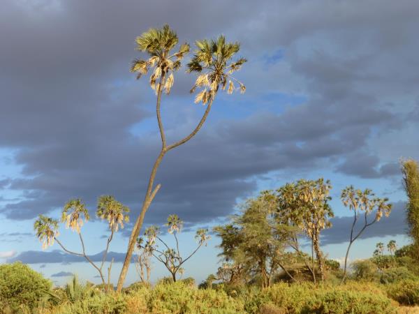 Northern Kenya safari and Diani beach