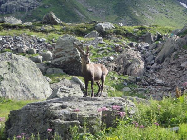 Tour du Mont Blanc, self guided walking