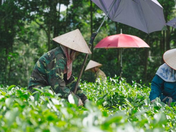 Vietnam responsible tour, nature and culture