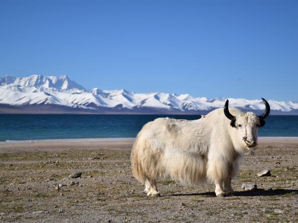Best of Tibet tour, overland from Kathmandu