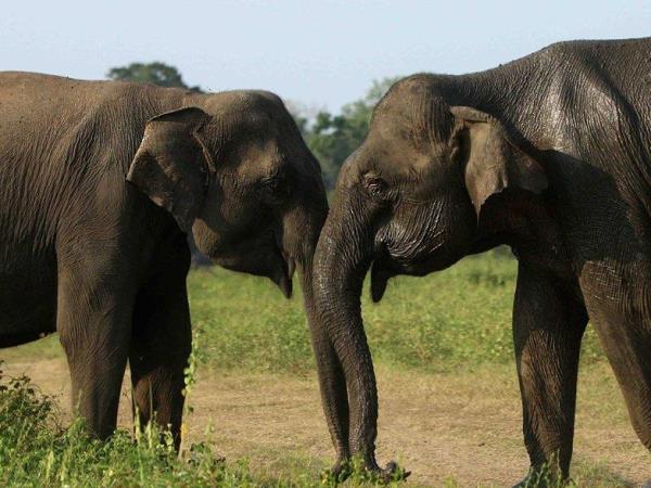 Luxury holiday in Sri Lanka
