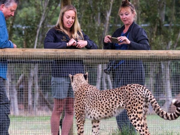Cheetah conservation holiday, South Africa