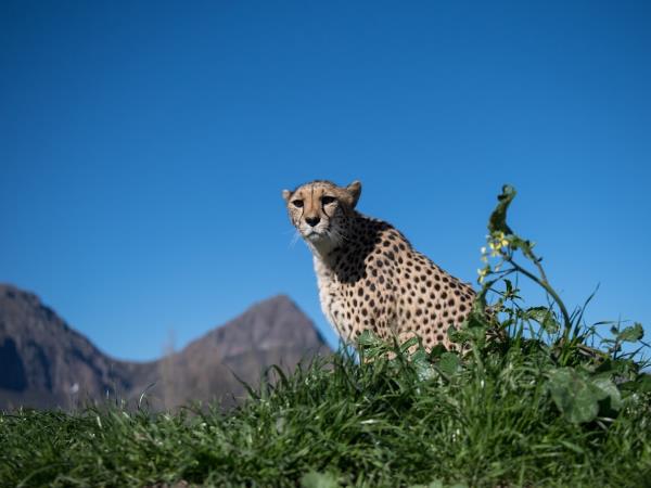 Cheetah conservation holiday, South Africa