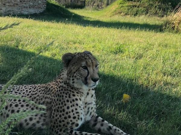 Cheetah conservation holiday, South Africa